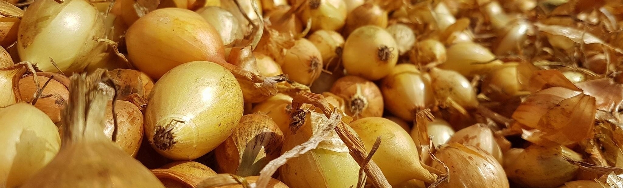 21122284_728804903970575_2011263451760260850_o (copy)